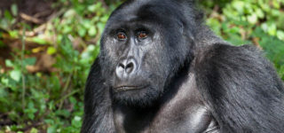 The Best Gorilla Trekking Destination in Uganda