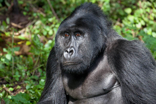 Gorilla trekking in Uganda 2021