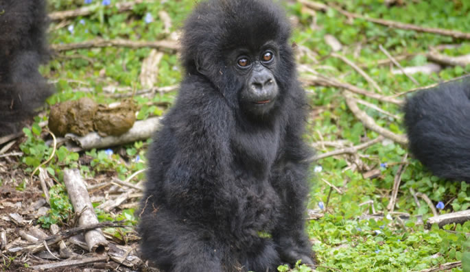 Karisimbi Gorilla Family