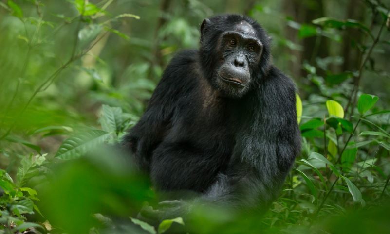 7 days uganda gorilla, chimpanzee and wildlife safari