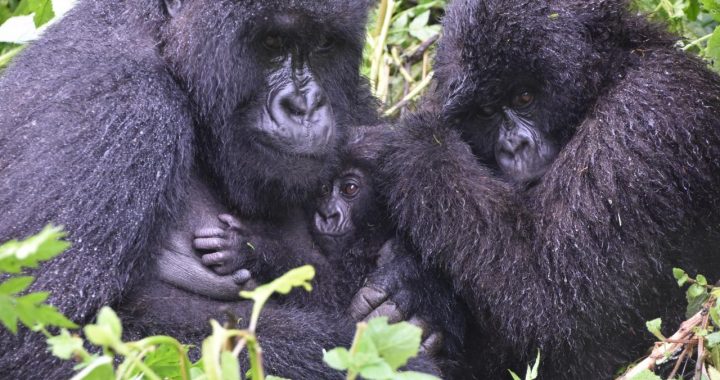 Karisimbi Gorilla Family (Susa B)
