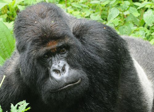 Titus Gorilla Group