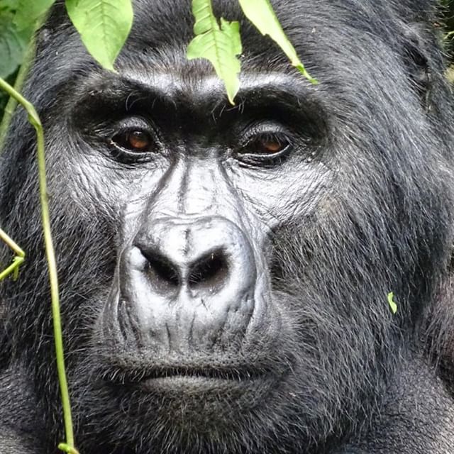 Gorilla trekking Uganda from Rwanda 