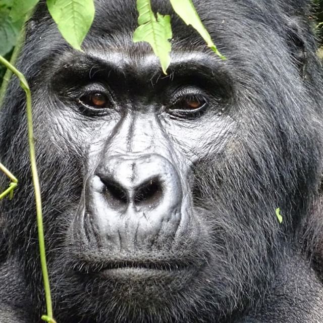 Titus Gorilla Group