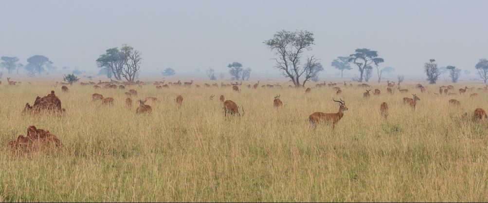 10 Days Best of Uganda Safari