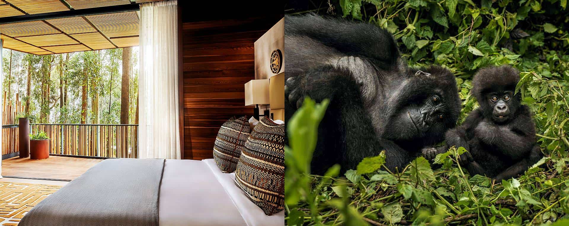 Mountain Gorillas Nest lodge