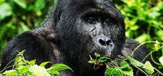 Expectations of Gorilla Trekking in Uganda