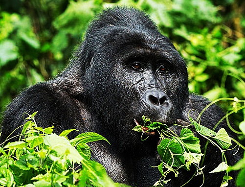 How to get Bwindi Impenetrable National Park