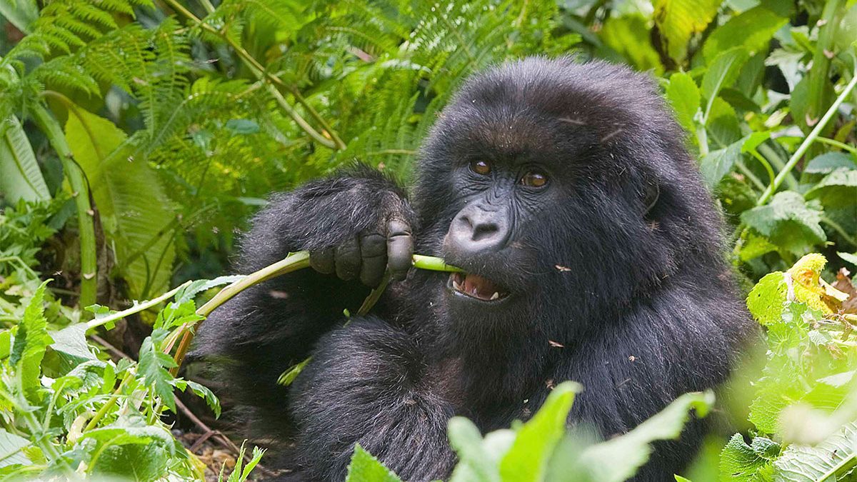 Why Mountain Gorillas Are Close To Extinction