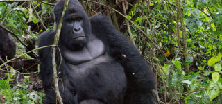 Virunga National Park