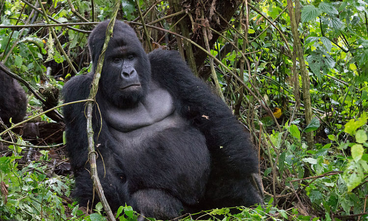 Virunga National Park