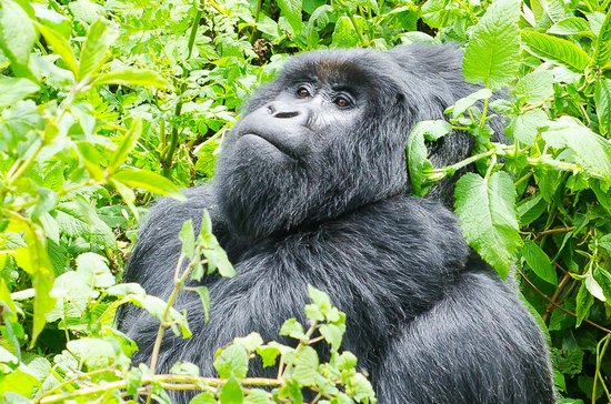 Volcanoes Rwanda and mgahinga gorilla national park safari