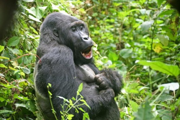 Gorilla trekking in Congo
