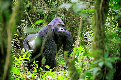 How many People Track A Gorilla Family?