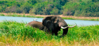 Akagera National Park