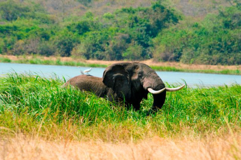 Akagera National Park