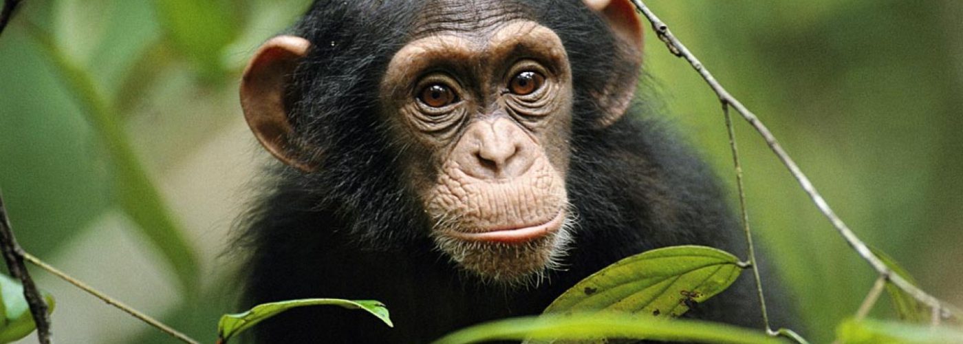 Chimpanzee trekking in Rwanda 2021