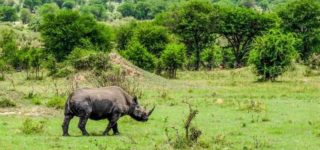 9 Days Akagera and Volcanoes Safari