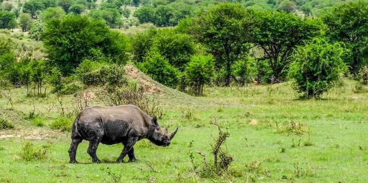 9 Days Akagera and Volcanoes Safari
