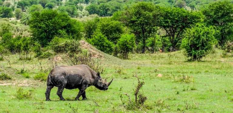 Akagera National Park