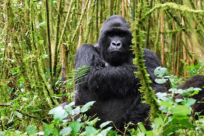 Best Time To Visit Volcanoes National Park Rwanda