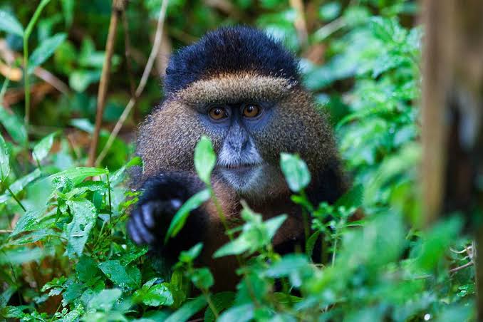 Interesting Facts About Golden Monkeys in Africa