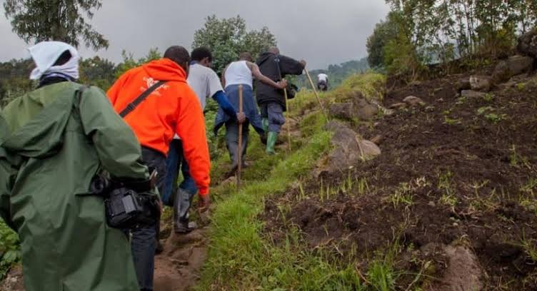 Mountain Karisimbi:The Highest Of The Virungas