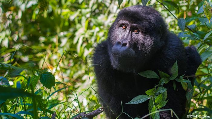 Where To Track Gorillas In Rwanda