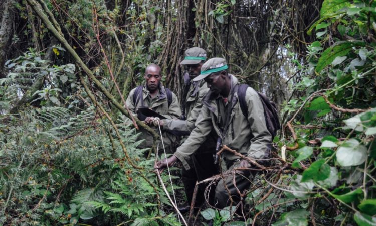 Poaching in Volcanoes National Park