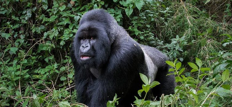 5 Days Rwanda Gorillas, Golden monkeys & Bisoke hike safari