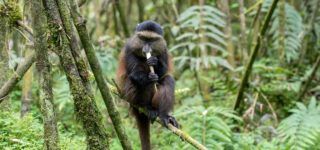 4 Days Bwindi Gorillas and Rwanda Golden Monkey Trekking Tour