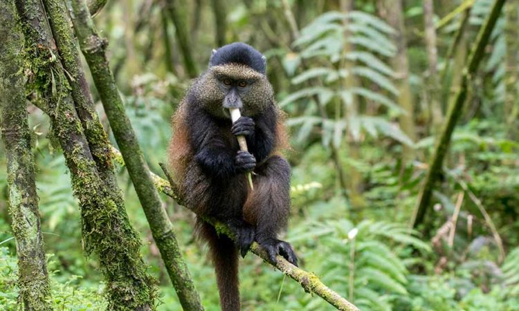 4 Days Bwindi Gorillas and Rwanda Golden Monkey Trekking Tour