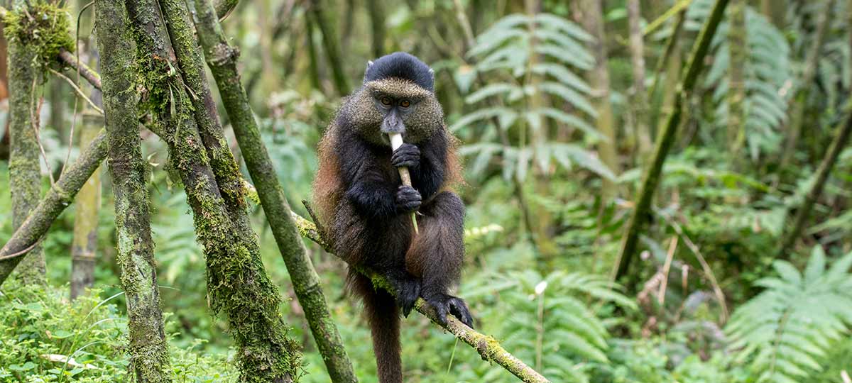 3 days Rwanda gorilla and golden monkey safari