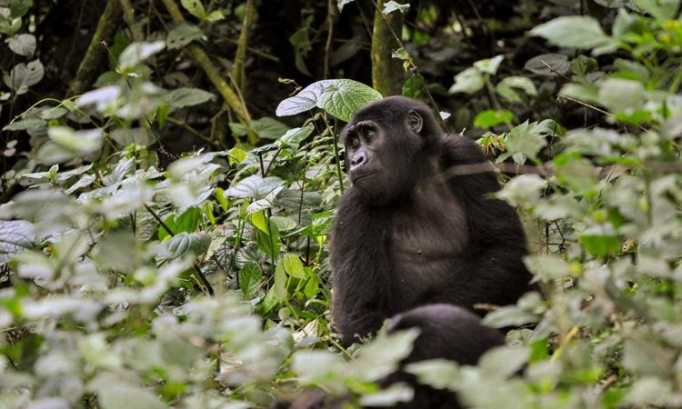 Gorilla trekking in Virunga National Park