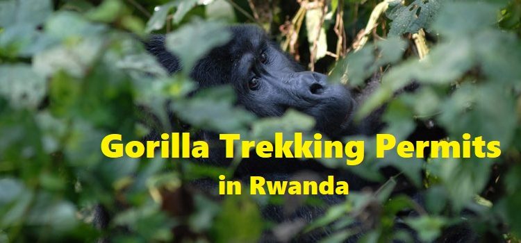 Gorilla Trekking Permits in Rwanda