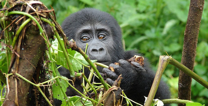 Gorilla Trekking Uganda From Kigali 2021