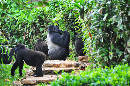 Gorilla Trekking in Mgahinga National Park