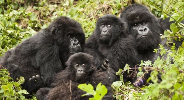 Reasons for gorilla trekking in Volcanoes National Park