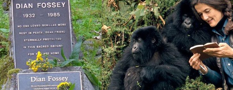 Who Killed Dian Fossey?
