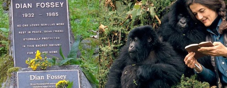 The Dian Fossey Gorilla Fund International