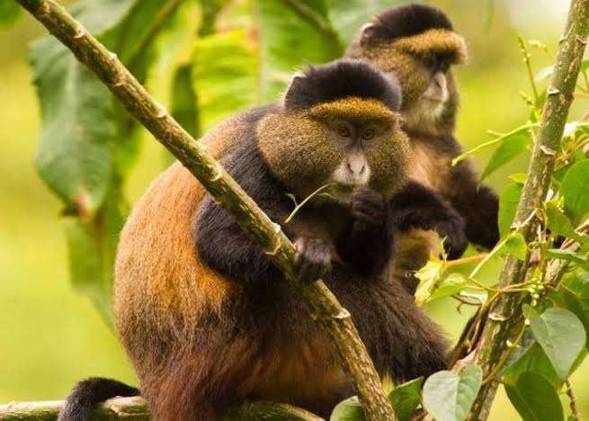 Primate Safaris in Volcanoes National Park