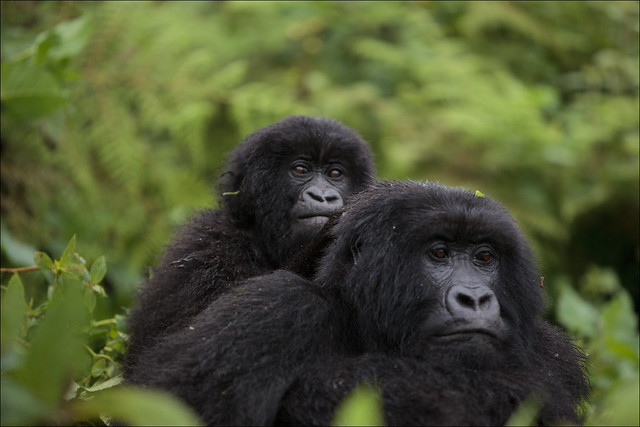 Gorilla trekking in Virunga National Park