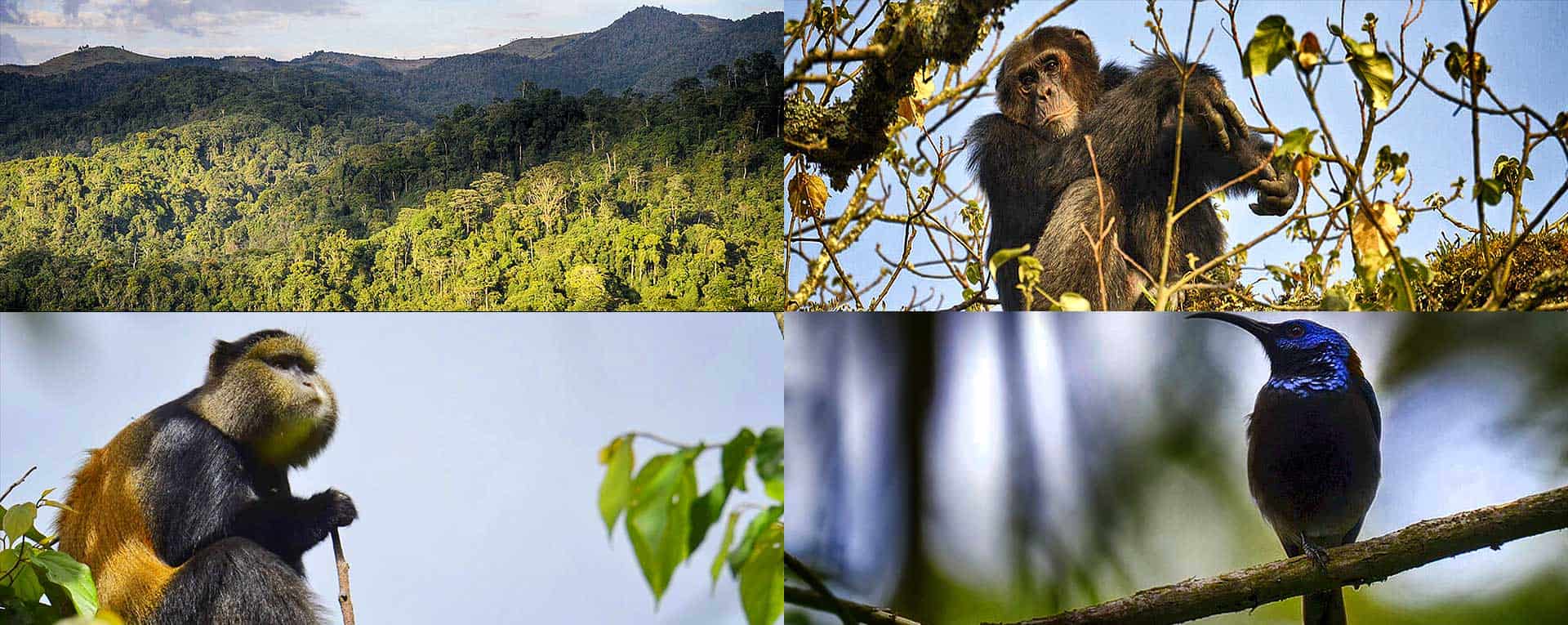 Wildlife in Gishwati-Mukura national park