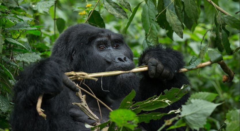 Gorilla trekking in Bwindi impenetrable national park