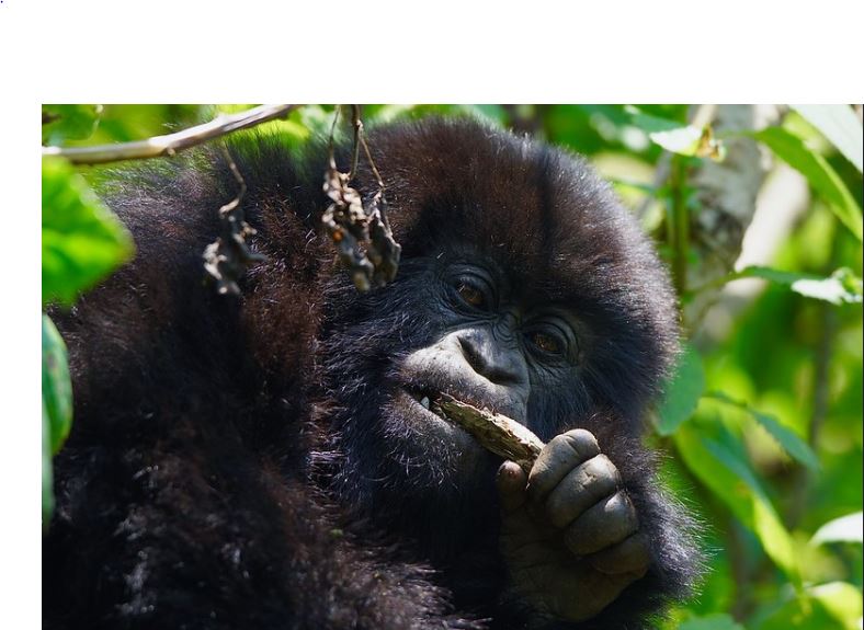 A Guide To Gorilla Trekking In Rwanda