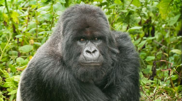 7 days uganda gorilla, chimpanzee and wildlife safari