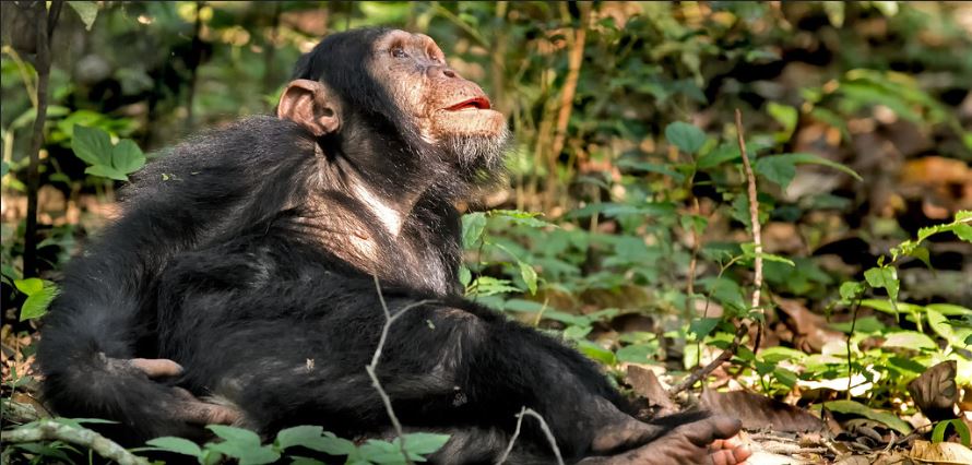 Chimpanzee trekking in Uganda Vs Rwanda 