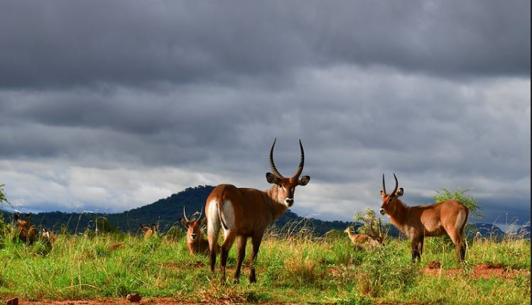 10 National Parks to visit in Uganda