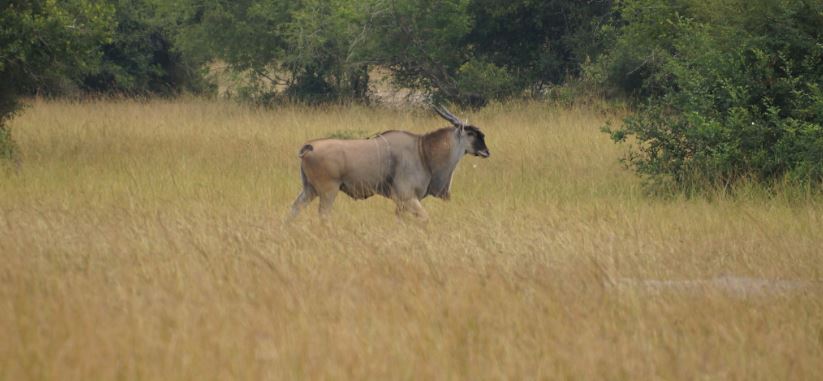 lake mburo national park