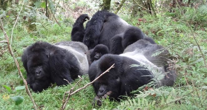 2 days Mgahinga gorilla trekking from kigali